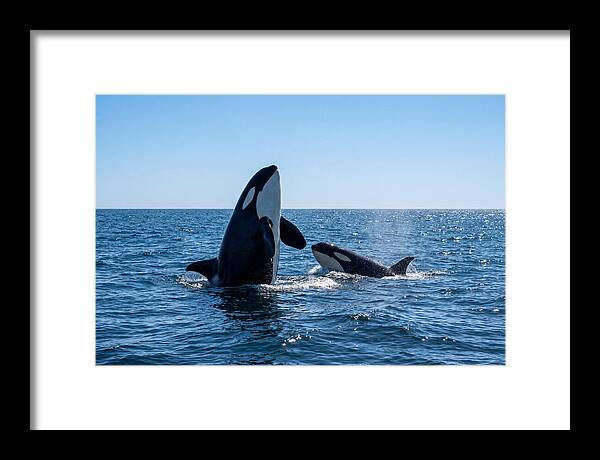 Orcas Spy Hopping Together