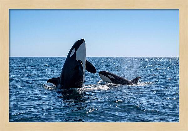 Orcas Spy Hopping Together
