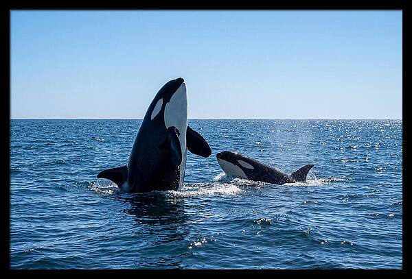 Orcas Spy Hopping Together