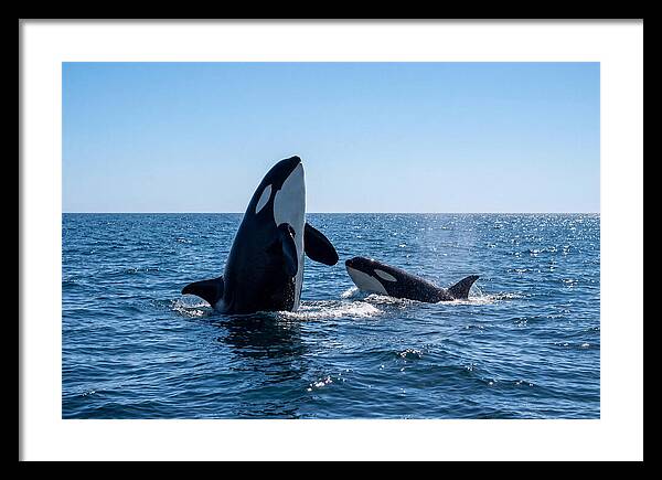 Orcas Spy Hopping Together