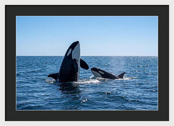 Orcas Spy Hopping Together