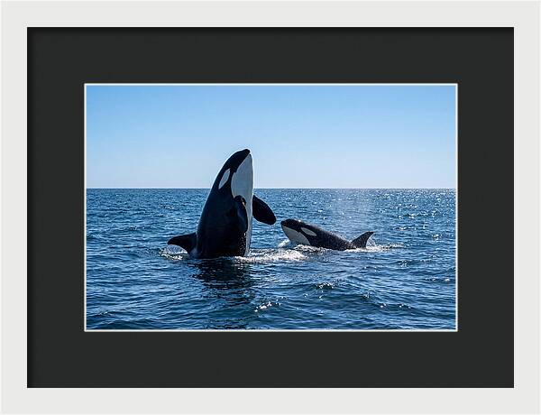 Orcas Spy Hopping Together