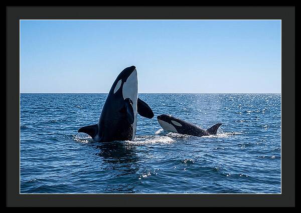 Orcas Spy Hopping Together
