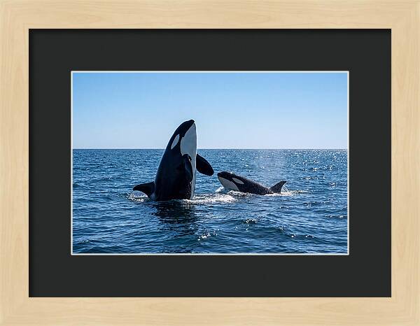Orcas Spy Hopping Together