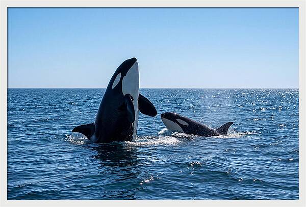 Orcas Spy Hopping Together