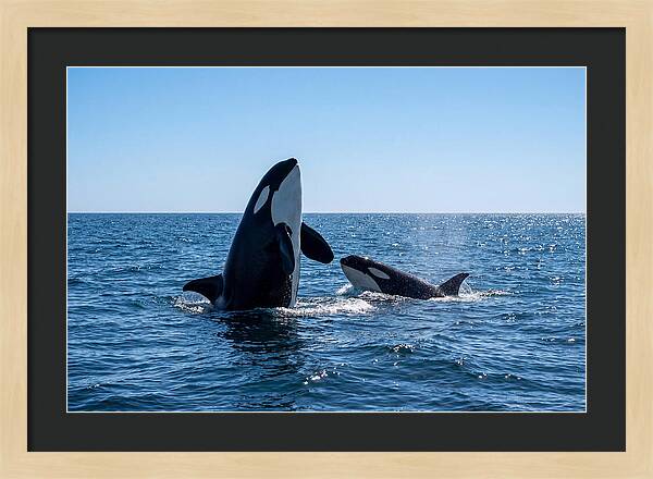 Orcas Spy Hopping Together