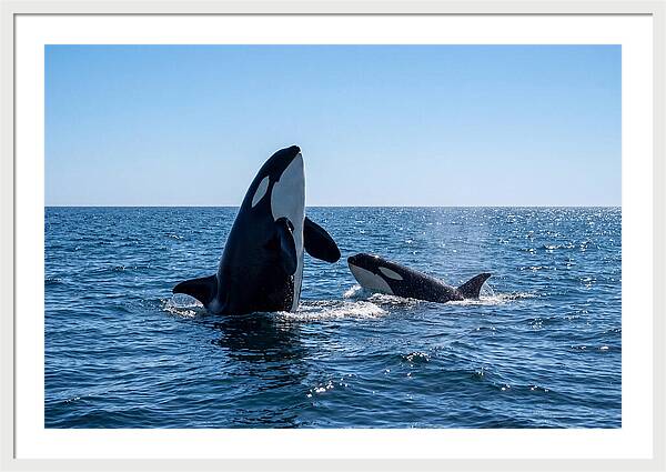 Orcas Spy Hopping Together