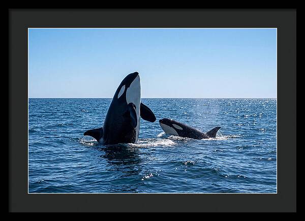 Orcas Spy Hopping Together