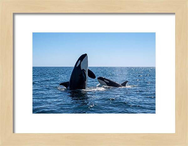 Orcas Spy Hopping Together