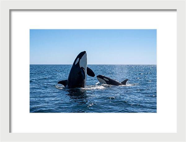 Orcas Spy Hopping Together