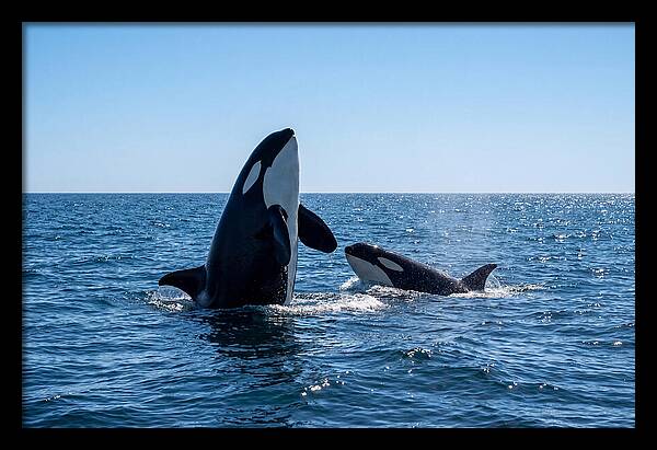 Orcas Spy Hopping Together