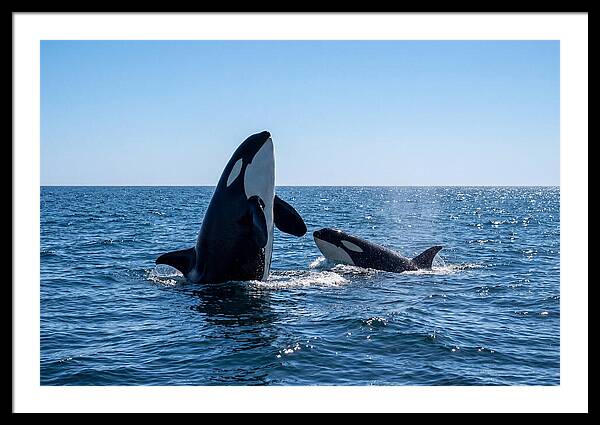 Orcas Spy Hopping Together