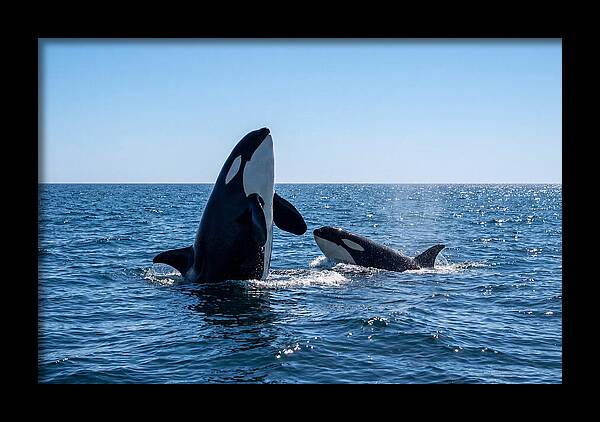 Orcas Spy Hopping Together