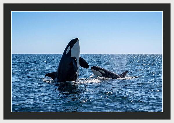 Orcas Spy Hopping Together