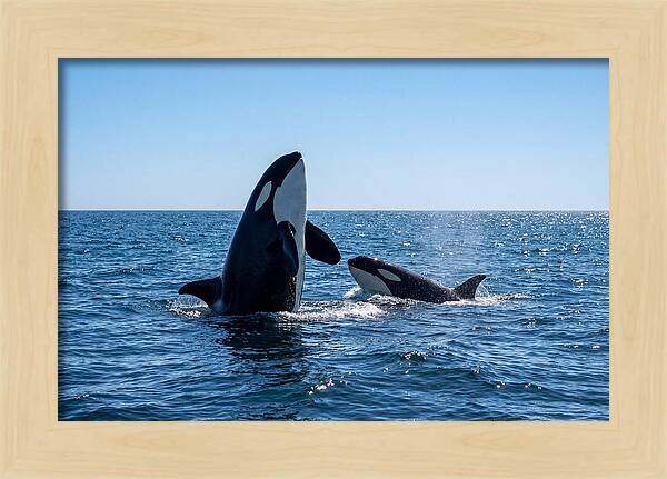 Orcas Spy Hopping Together