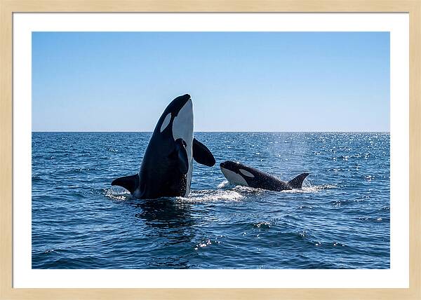 Orcas Spy Hopping Together