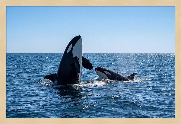 Orcas Spy Hopping Together