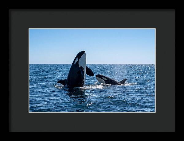 Orcas Spy Hopping Together