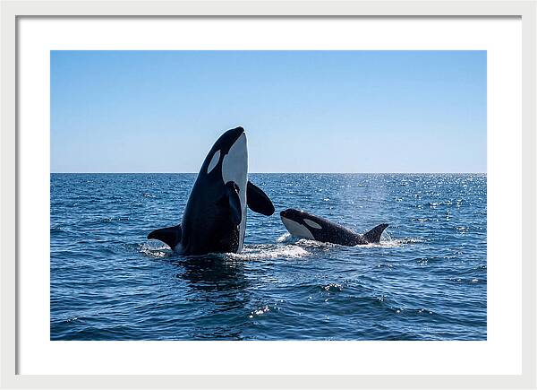 Orcas Spy Hopping Together