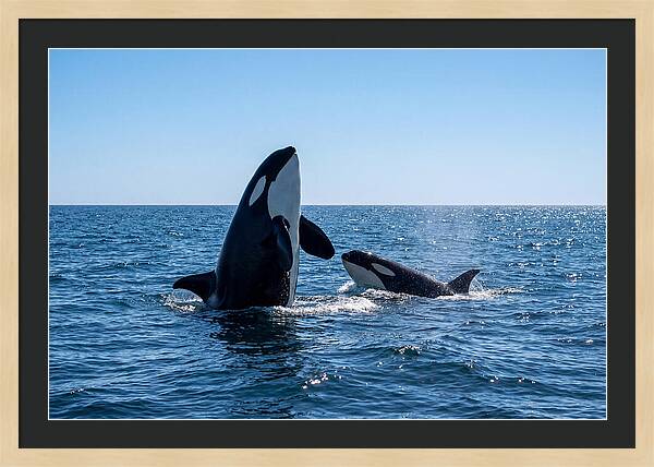 Orcas Spy Hopping Together