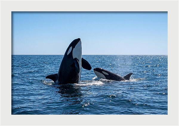 Orcas Spy Hopping Together