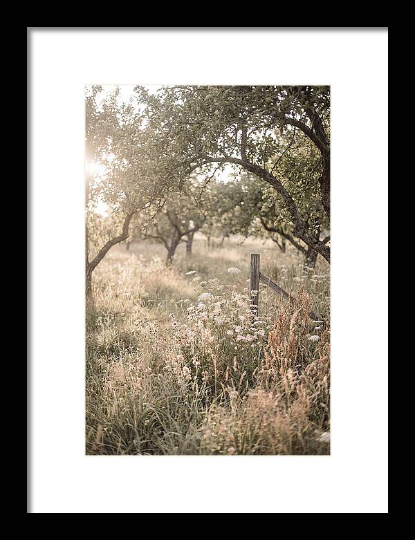 Orchard Meadow Serenity