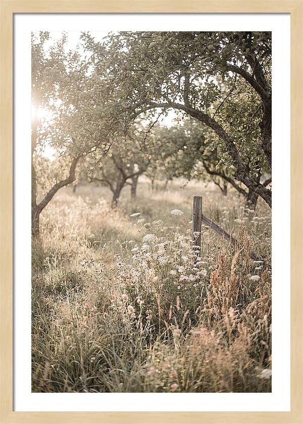 Orchard Meadow Serenity