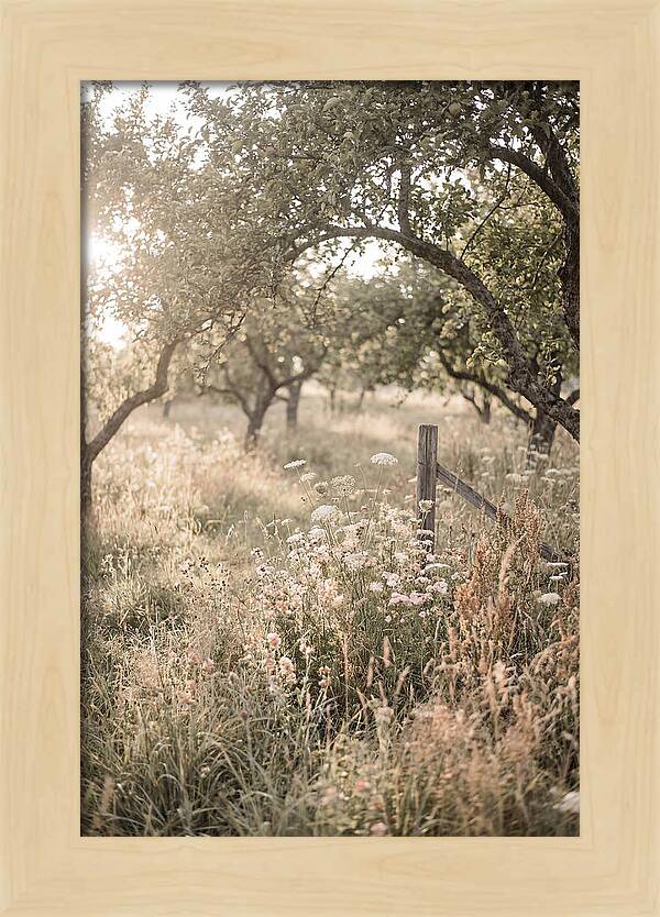 Orchard Meadow Serenity