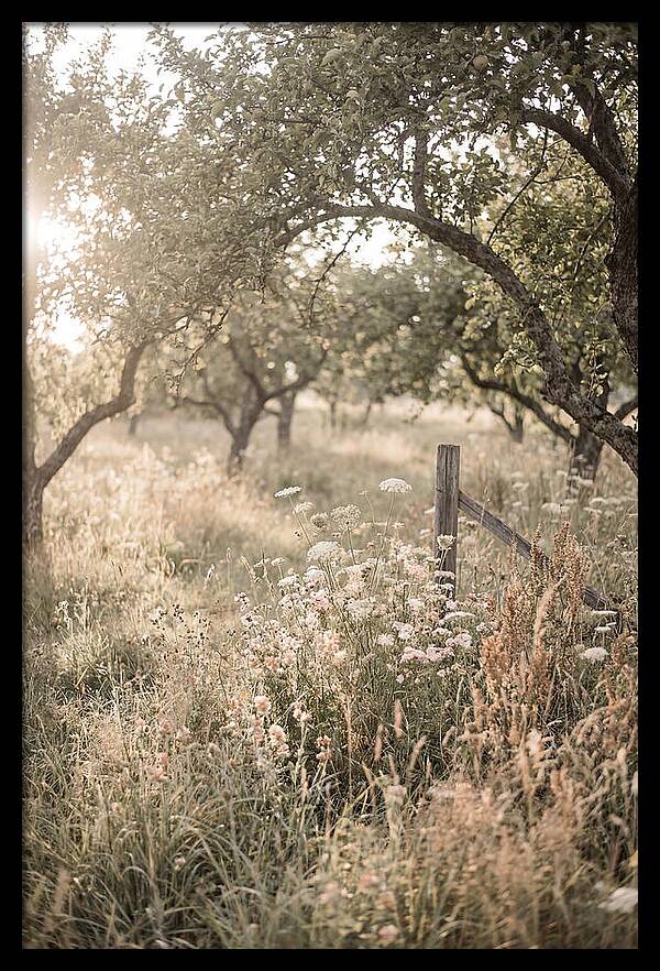 Orchard Meadow Serenity