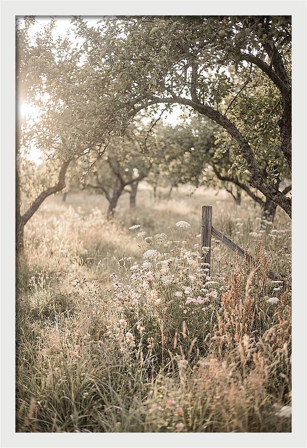 Orchard Meadow Serenity