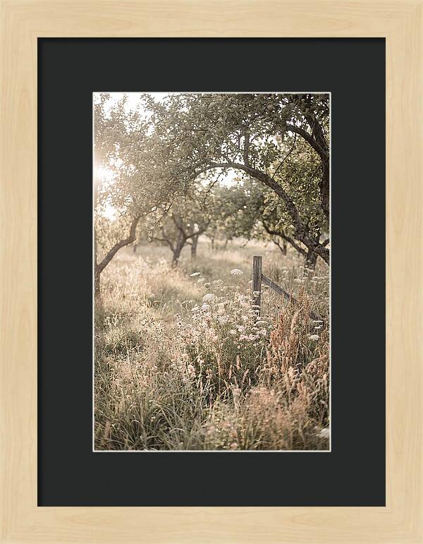 Orchard Meadow Serenity