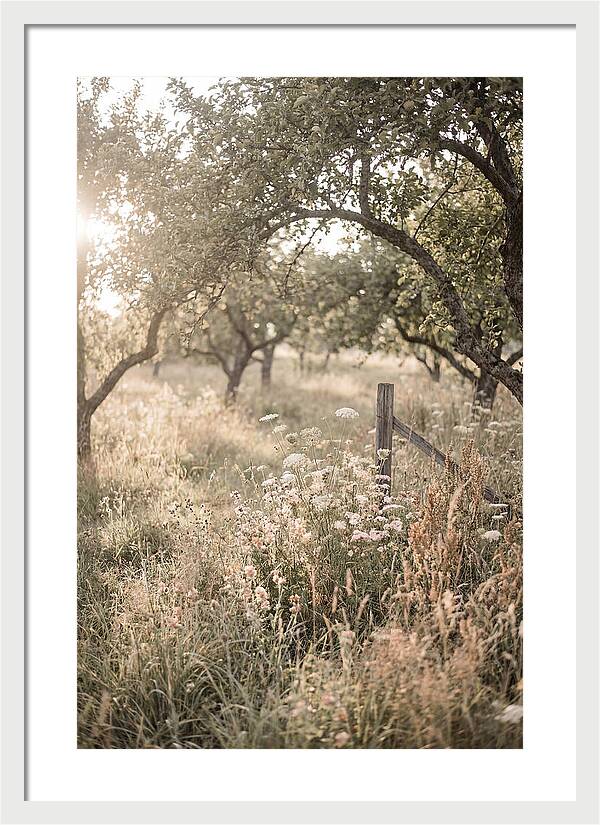Orchard Meadow Serenity