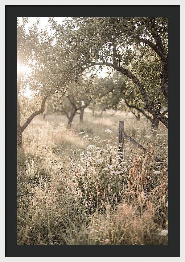 Orchard Meadow Serenity