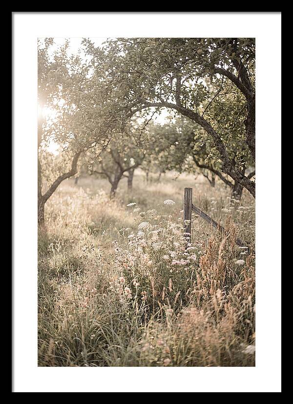 Orchard Meadow Serenity