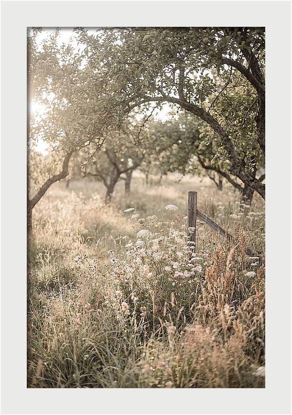 Orchard Meadow Serenity