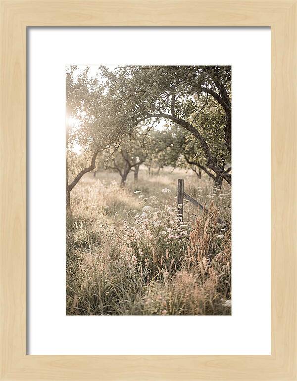 Orchard Meadow Serenity