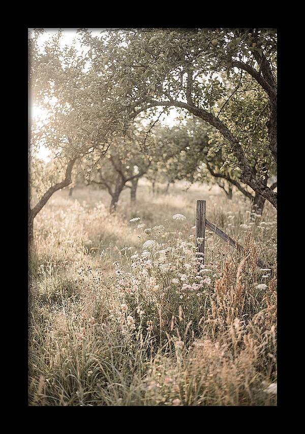 Orchard Meadow Serenity