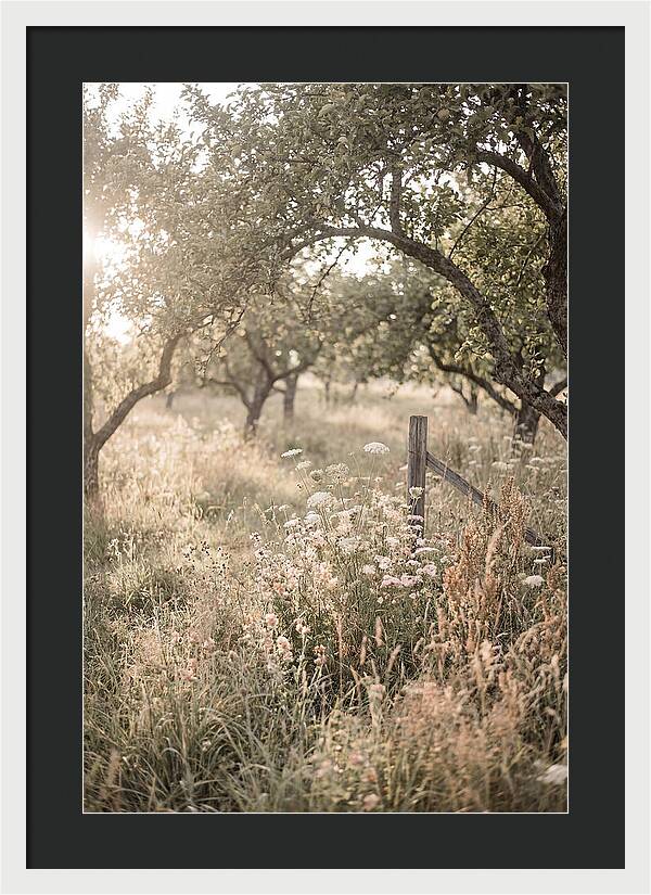Orchard Meadow Serenity