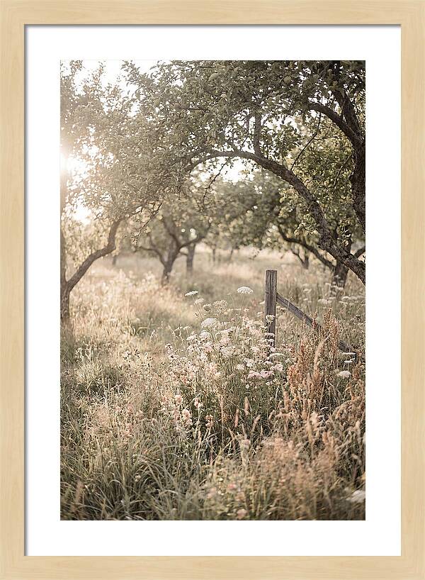 Orchard Meadow Serenity