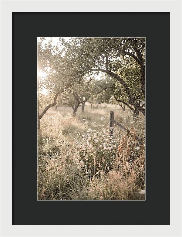 Orchard Meadow Serenity