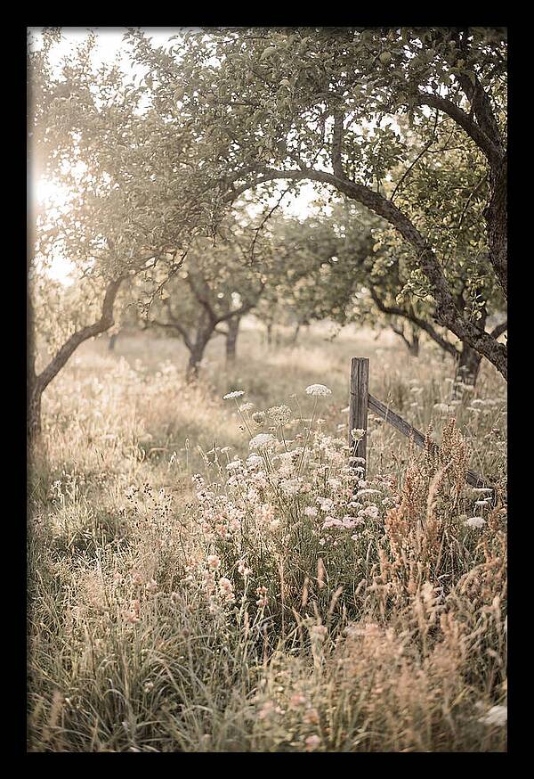 Orchard Meadow Serenity