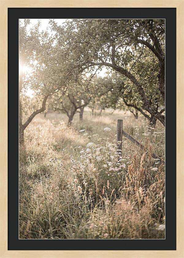 Orchard Meadow Serenity