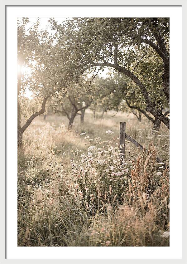 Orchard Meadow Serenity