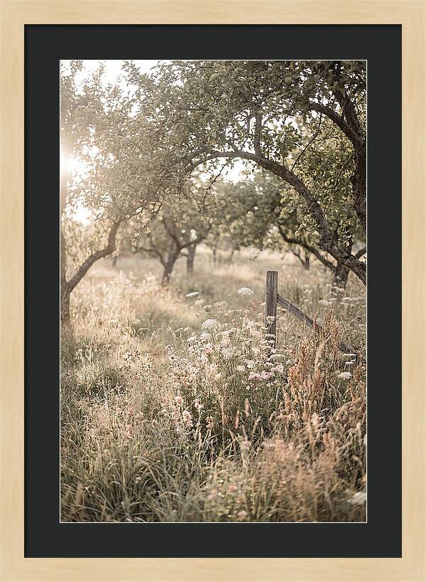 Orchard Meadow Serenity