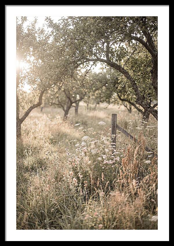 Orchard Meadow Serenity