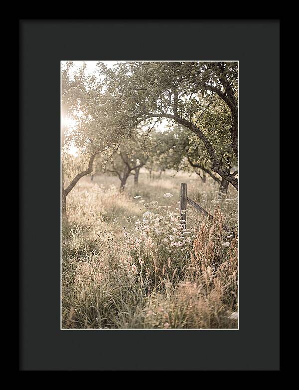 Orchard Meadow Serenity