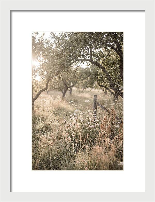 Orchard Meadow Serenity