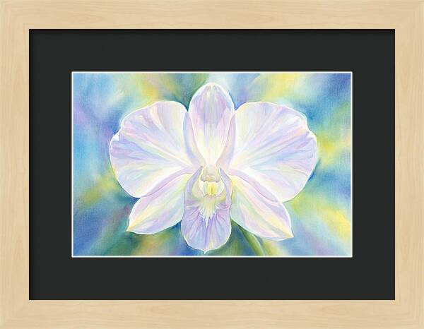 Orchid Blossom