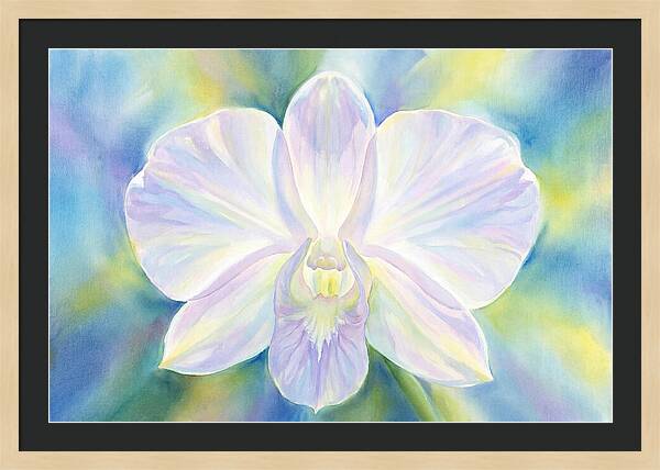 Orchid Blossom