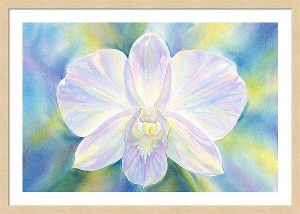 Orchid Blossom